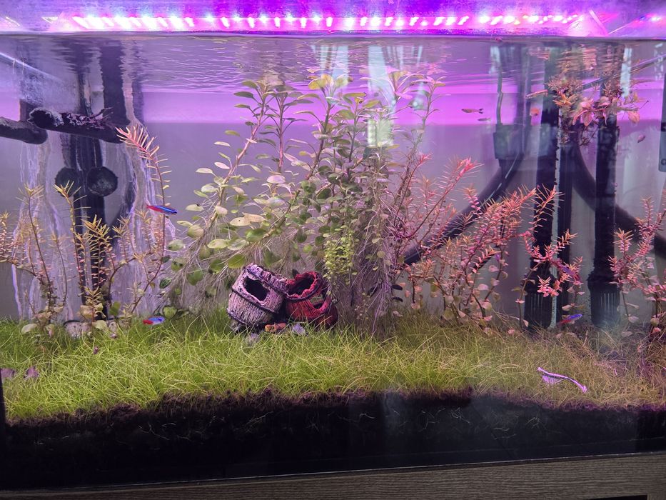 Akwarium 72l Aquael