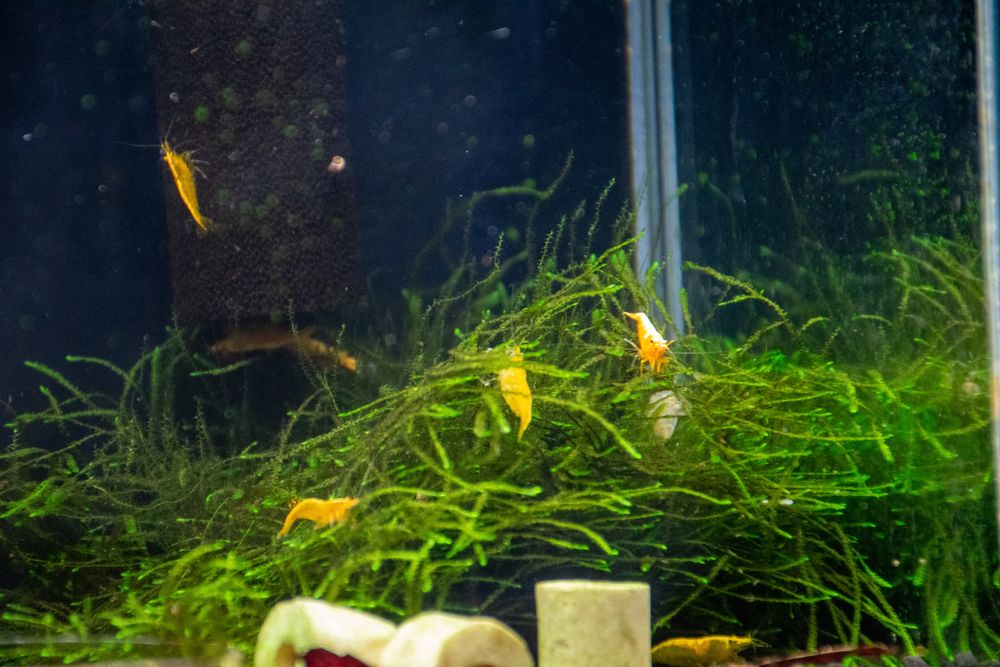 Neocaridinas Yellow Golden Back