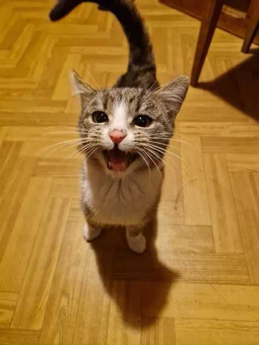 Trzy słodkie kotki szukają domu