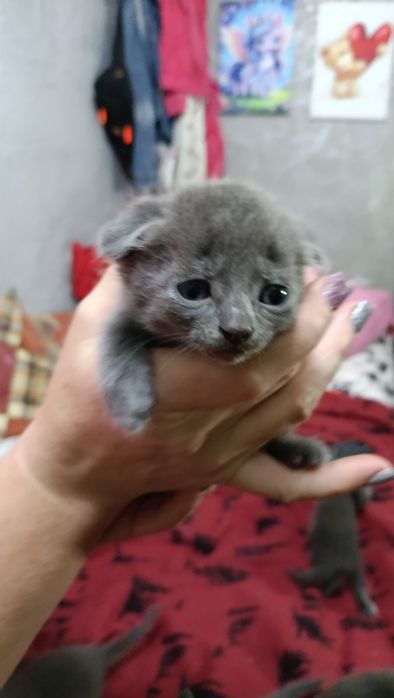 Продам вислоухие котят