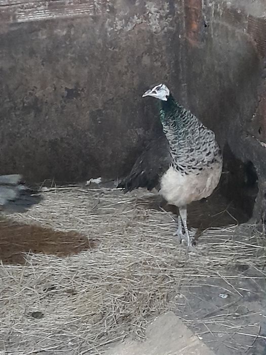 Pavões arlequim maicho adulto ,femias adulta