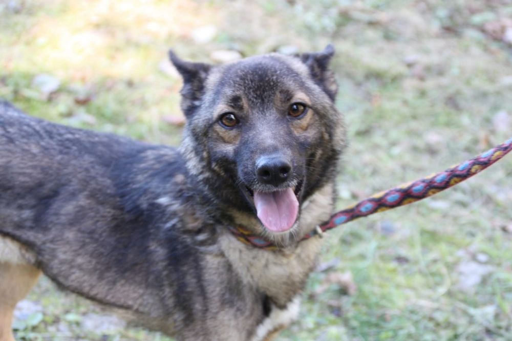 Pies Bongo, oddam psa, psy do adopcji