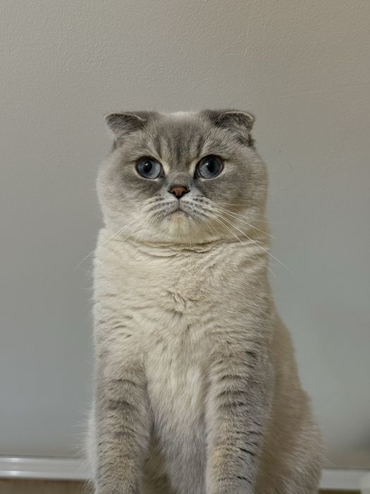 Шукаю кота на вʼязку