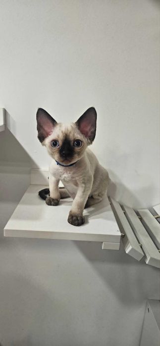 Tulaśny kocurek X-Man Demix*PL Devon Rex point niebieskie oczy zarezerwowany