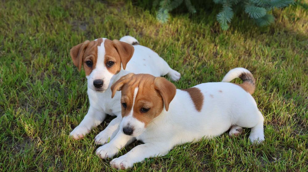 Suczka  Jack Russell Terrier ZKwP FCI- wzorcowa hodowla