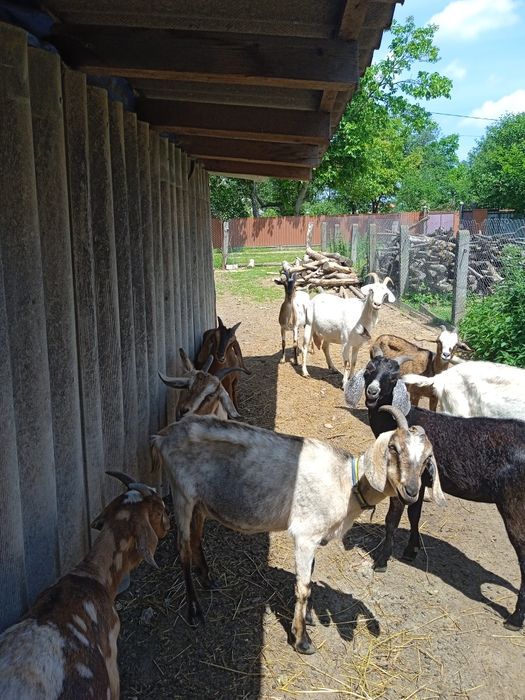 Продам кози породисті і напів породисті.