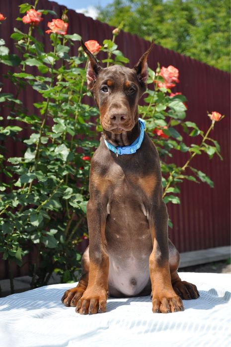 Doberman FCI КСУ