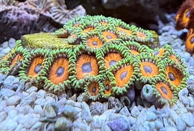 Vendo zoanthus  whammin watermelon