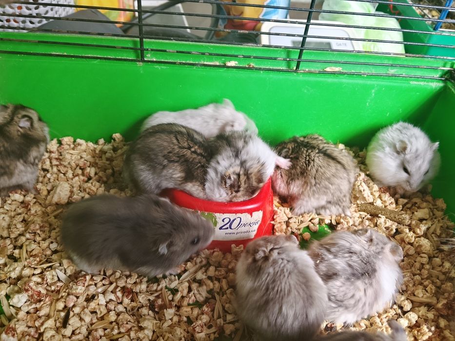 Джунгарские хомячки