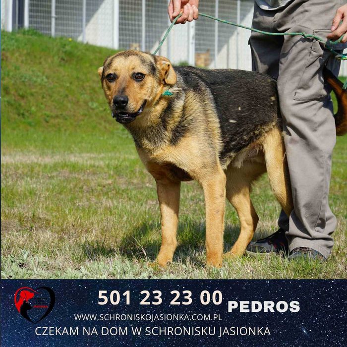 PEDROS do adopcji – Schronisko Jasionka