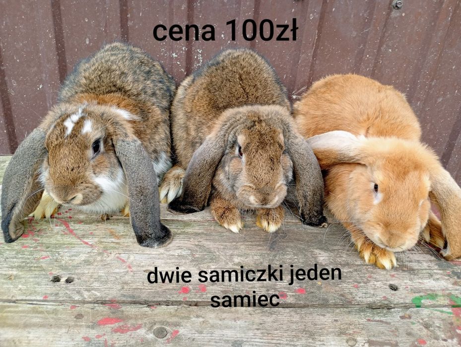 Sprzedam króliki