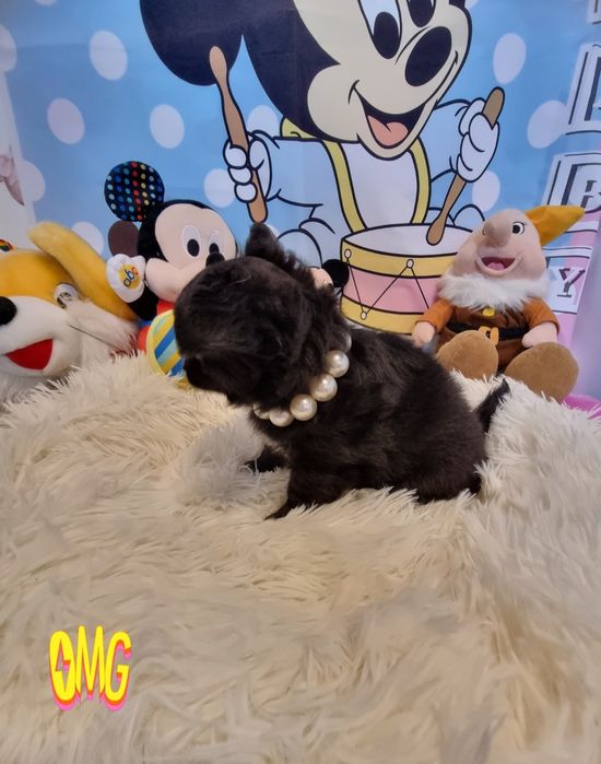 Chihuahua macho de pêlo longo com Pedigree e afixo