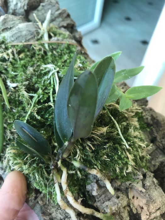 Cattleya schilleriana*sib