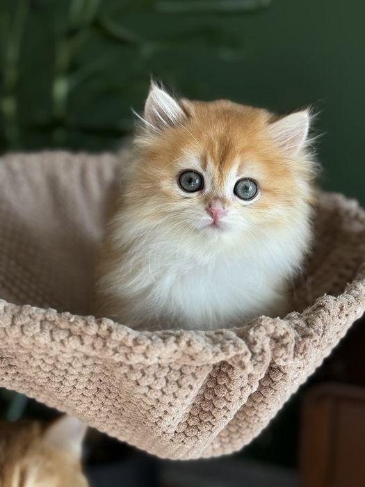 Британские котята золотая шиншилла