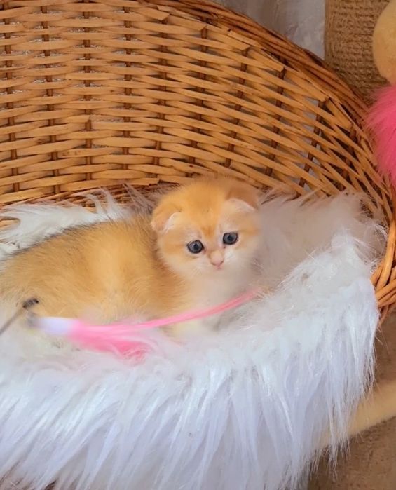 Золотая шиншилла мальчики и Девочка