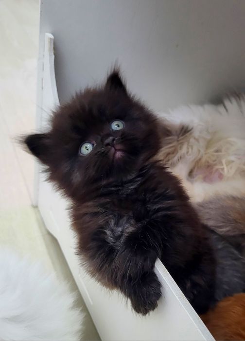 Czarny kocurek Scottish Straight