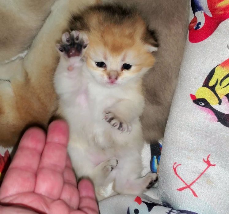Ручные малыши, котята золотая шиншилла