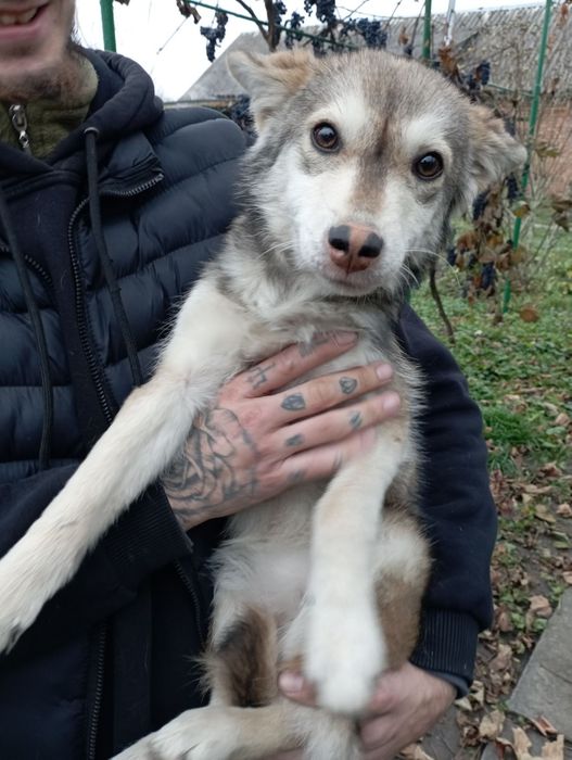 ! Люди допоможіть будь ласка ! знайти собачку звати хайка