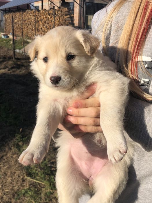 Віддам 9 щенят, 4 дівчинки 5 хлопчиків