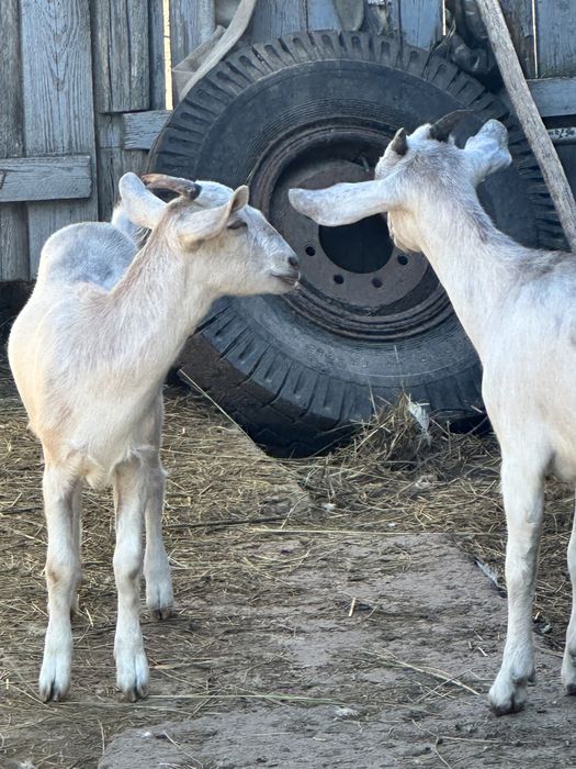 Козлята англонубійська порода ЗАЛИШИЛАСЬ 1 кізка!!!