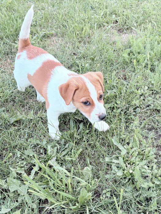Jack Russell Terrier –  suczka Heca!