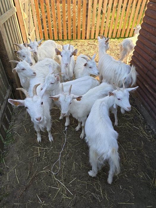 Kozy / Kózki karpackie kilka sztuk