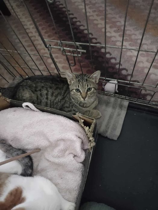 Gucio bure szczęście