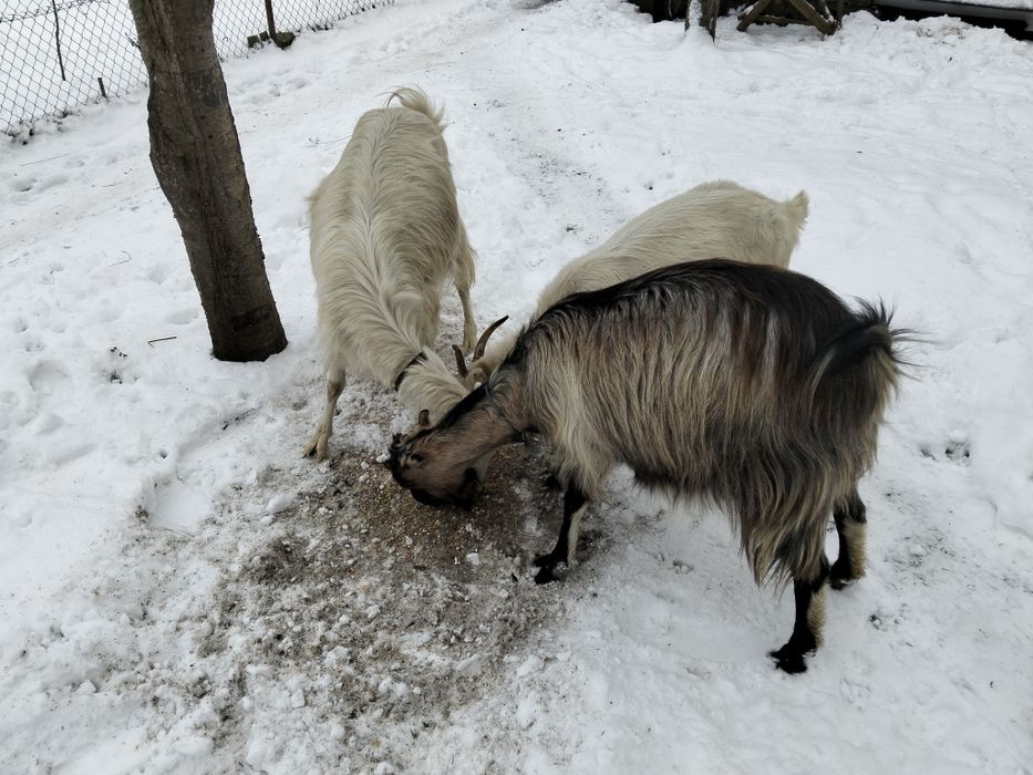 Продам кози молоді