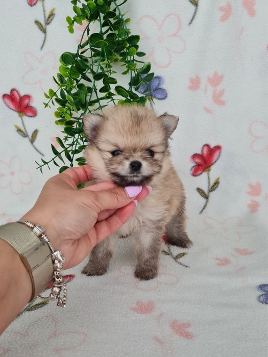 Estupendo mini mini 460g Lulu da Pomerânia/Spitz Alemão Anão de Qualidade