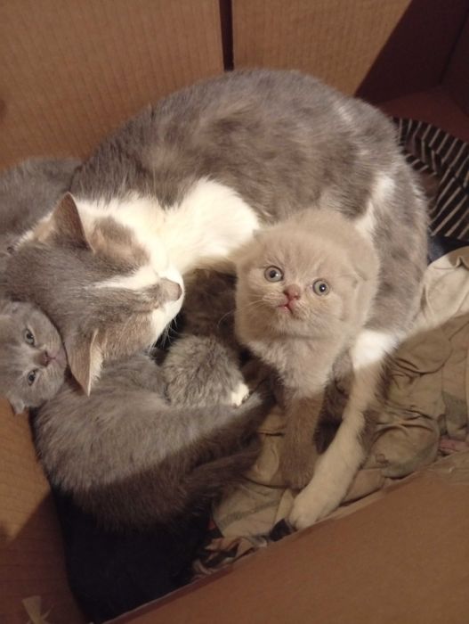 Шотландские чистокровные плюшевые детки