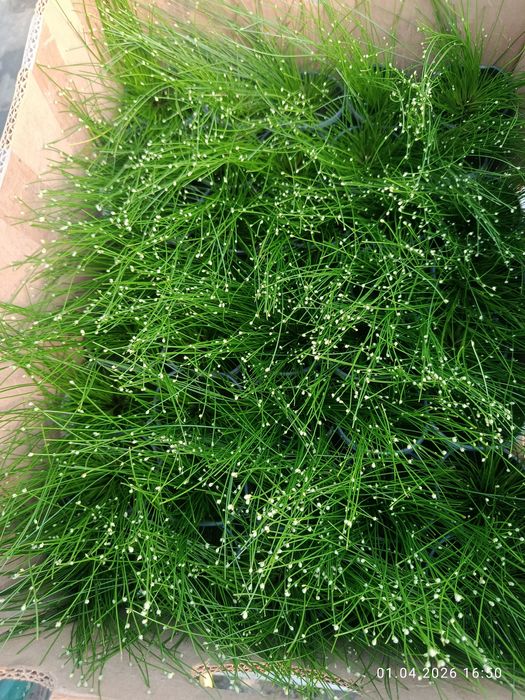 Продаж квітів тільки на палеті від 8 ящиків