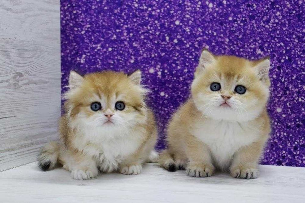 Цілком чарівні британські кошенята в золотих шубках