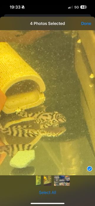 Hypancistrus L236 Super White 3-10cm