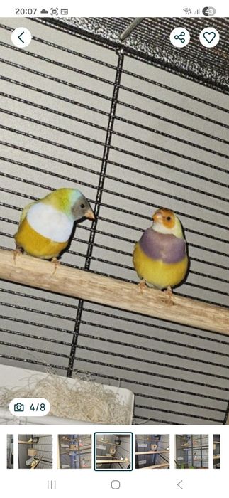 Klatka dla papugi kanarka 146cm NOWA