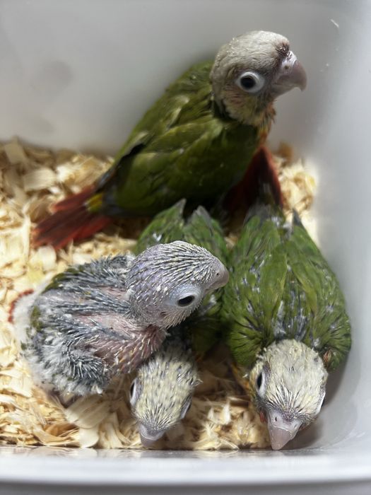 Pyrrhuras domesticadas