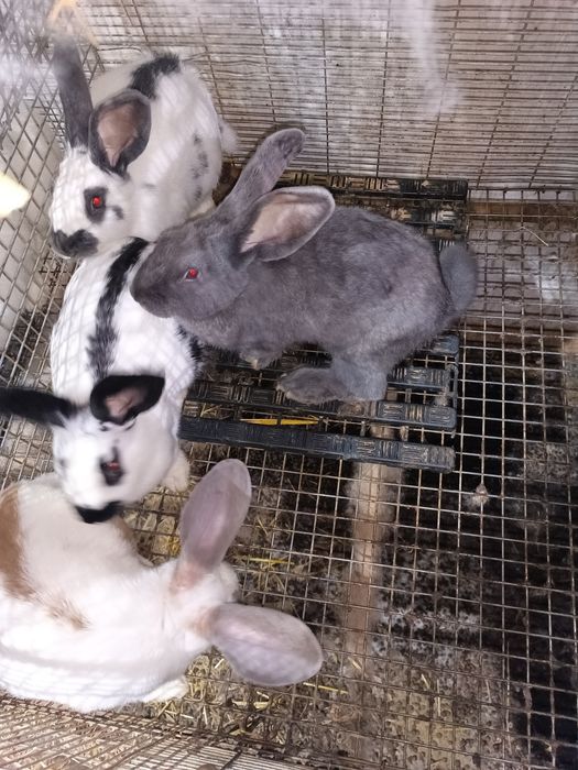 Coelhos anões/ Leonardo de Borgonha  / Cruzamento borboleta com espanhol.
