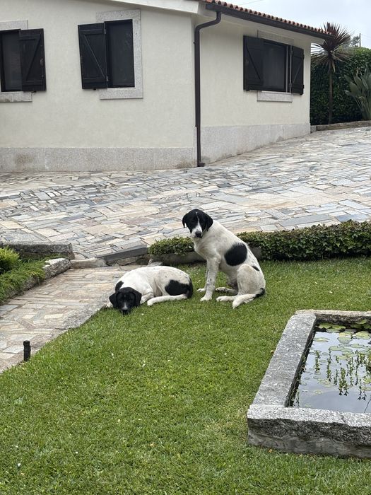 Cães de gado transmontano
