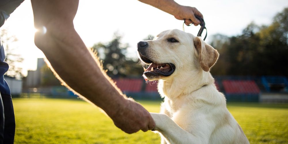Treino canino e pettsitting