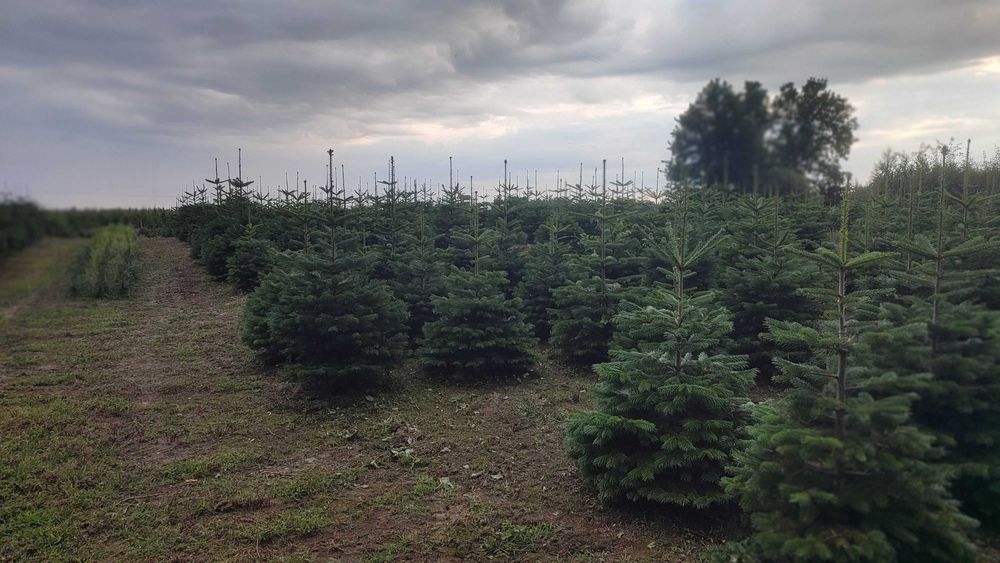 Jodła kaukaska kopana w donicy 60-150 cm choinki PLANTACJA CHOINEK
