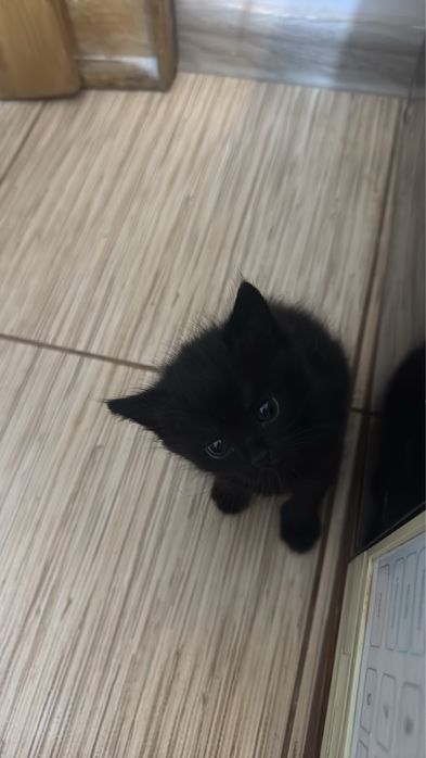 Маленьке чорне кошеня село Почапинці