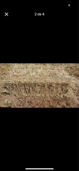 Feno ou palha nascediço