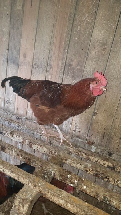 Koguty Rosa 6-cio miesięczne