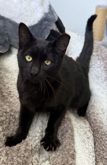 Gata e gato para adopção responsavel