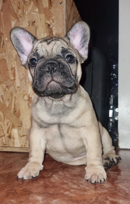 Bulldog Francês Descendente Campeões do Mundo