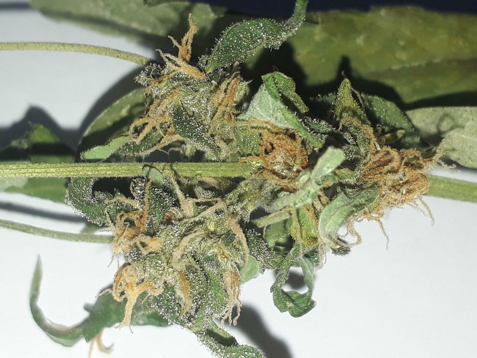 Susz Konopny Lilac Diesel 15g Marihuana CBC THC CBL CBN Susz Roślinny