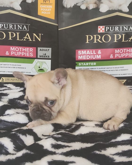 Bulldog Francês Lilac Fawn