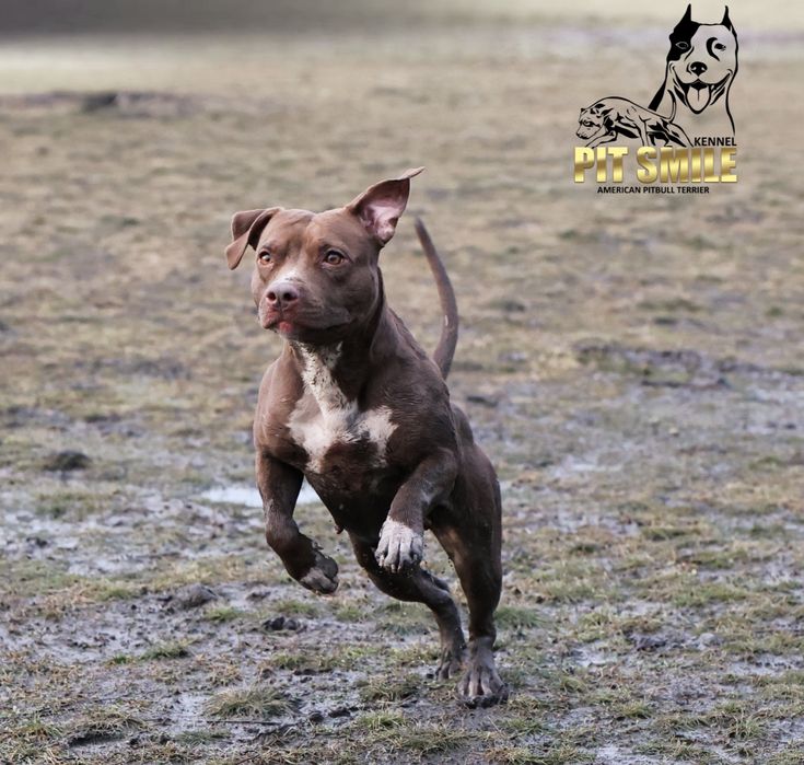Американський Пітбультер'єр. Цуценята
