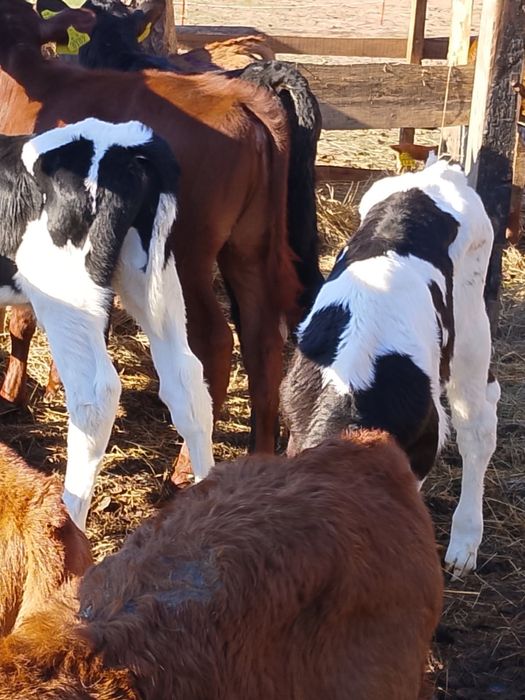 Sprzedam cielaki Piszczac