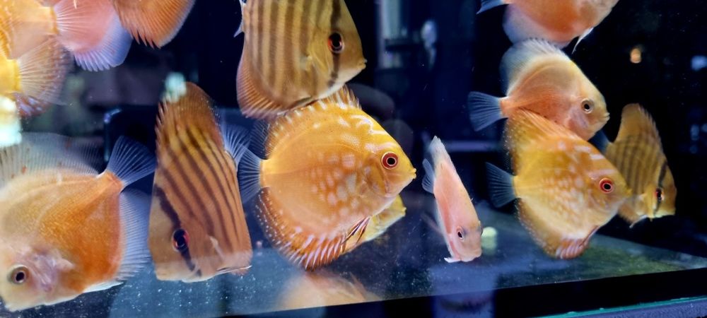 Paletki dyskowce red rose, blue diamond, turquis, solid red, Red Map