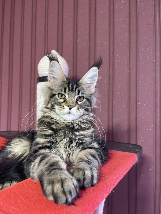 Девочка Мейн-Кун ST*Olympus Pride W*Colibri